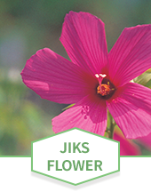 JIKS Flower